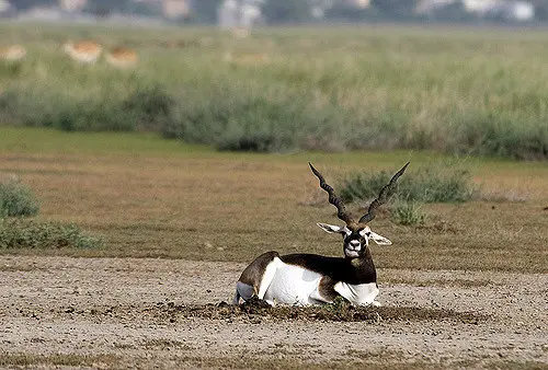 animali africani dalla a alla z