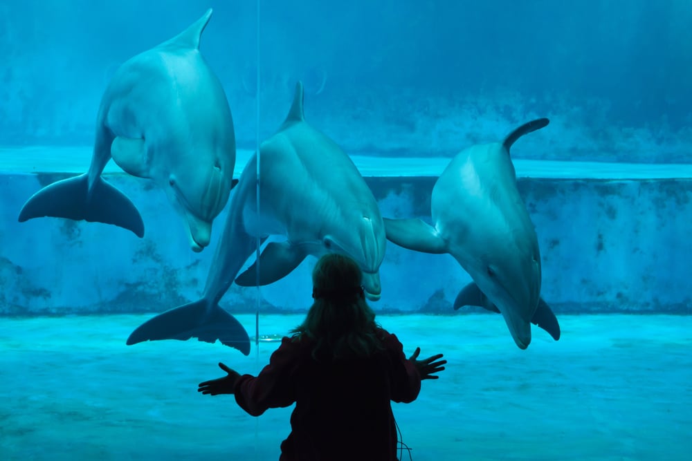 delfini acquario di Genova
