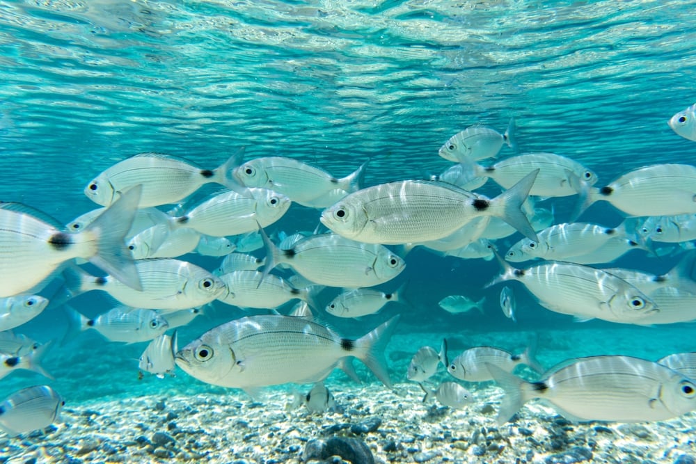 Immersione sportiva in Sardegna